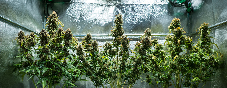 Autoflowering Cannabis