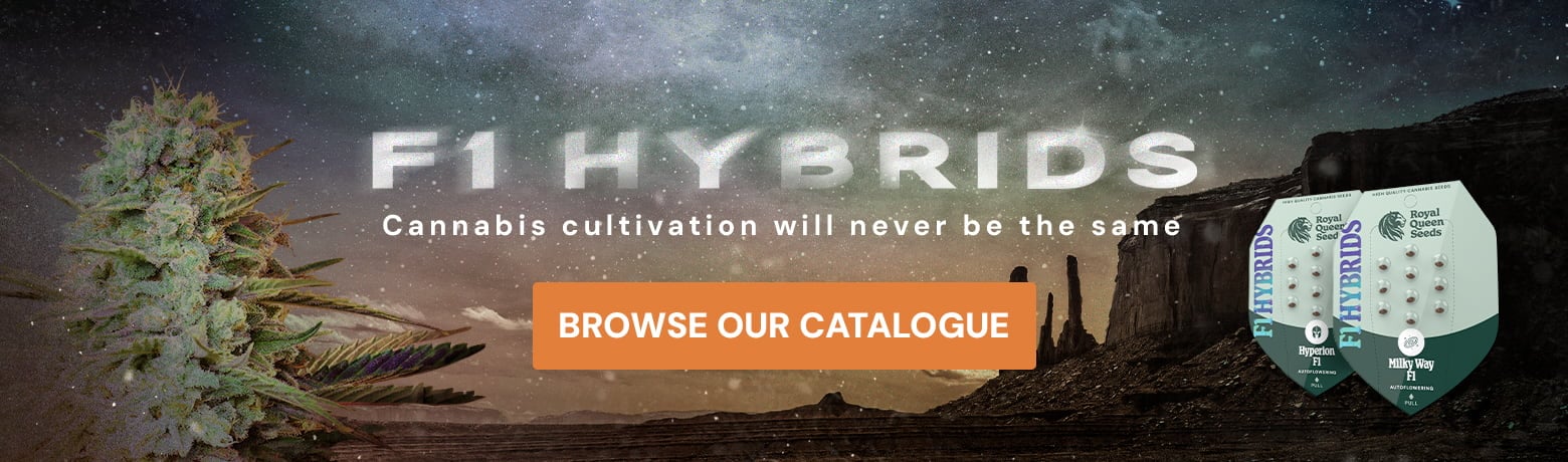 Buy F1 Hybrids