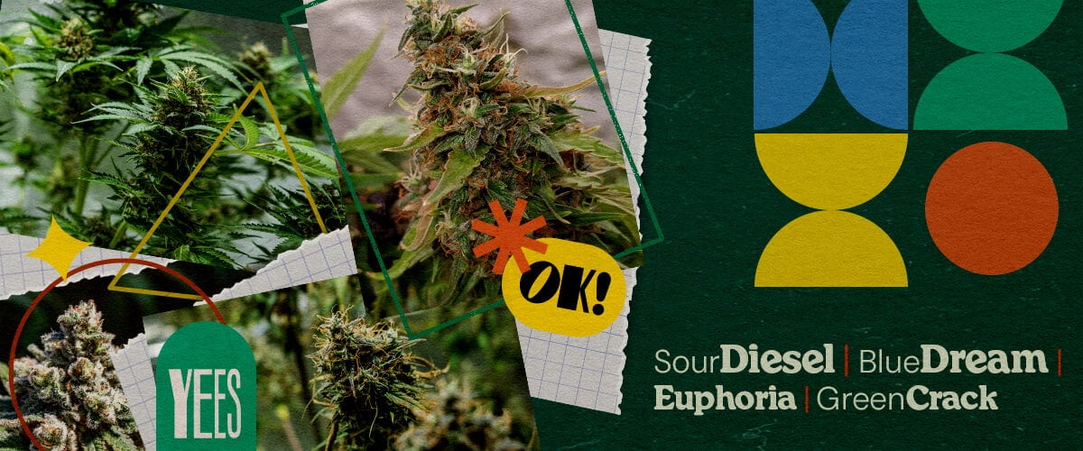 Best Cannabis Strains for Music Festivals A vibrant collage featuring various cannabis strains like Sour Diesel, Blue Dream, Euphoria, and Green Crack, displayed with lush green buds, set against a colorful green background with geometric shapes and the word