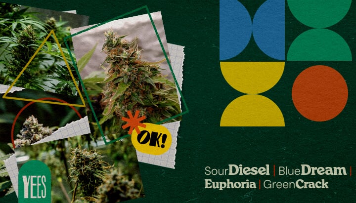 Best Cannabis Strains for Music Festivals A vibrant collage featuring various cannabis strains like Sour Diesel, Blue Dream, Euphoria, and Green Crack, displayed with lush green buds, set against a colorful green background with geometric shapes and the word