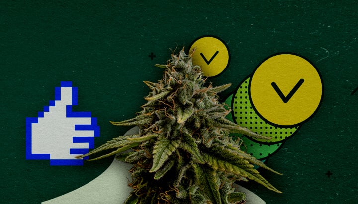 Best Training Techniques for Maximizing Cannabis Yield A cannabis bud with a pixelated thumbs-up icon and two checkmark circles, symbolizing approved training techniques to maximize yield, set against a green background.