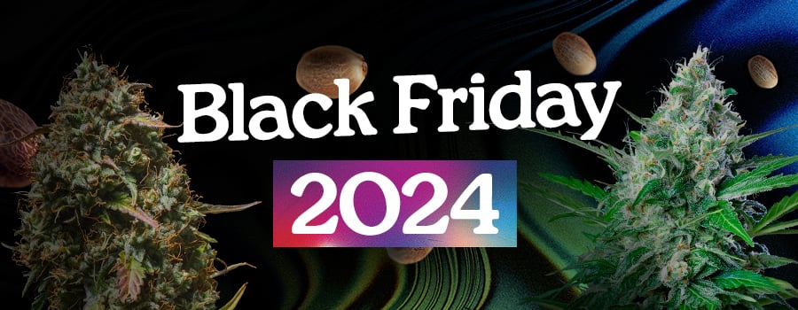 Royal Queen Seeds Black Friday 2024