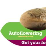 Buy Autoflowering Cannabis Seeds