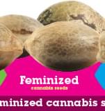 Buy Feminized Cannabis Seeds