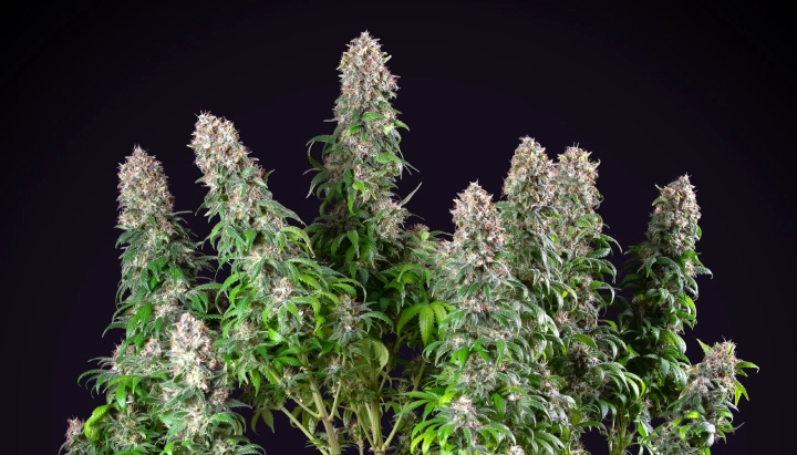 Blue Mystic: Compact Indoor Cannabis Strain Blue Mystic cannabis plant with dense resinous colas, compact flowering growth, green foliage, and a dark studio background.
