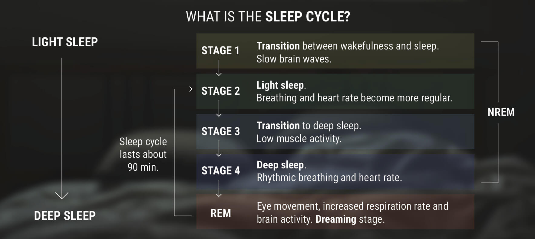 What Is The Sleep Cycle?