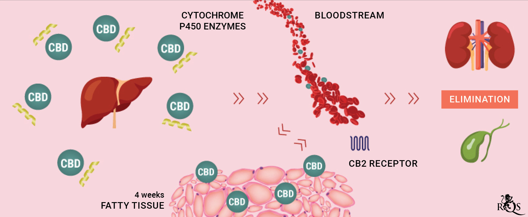 CBD Medication desktop-update-EN CBD Medication desktop-update-EN