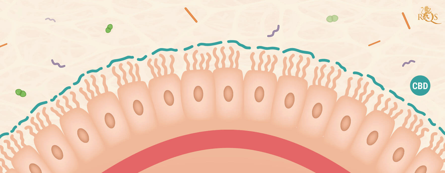 CBD and Inflammation CBD and Inflammation