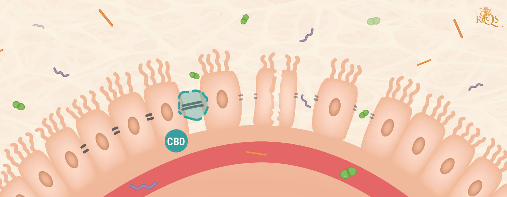 CBD and Leaky Gut