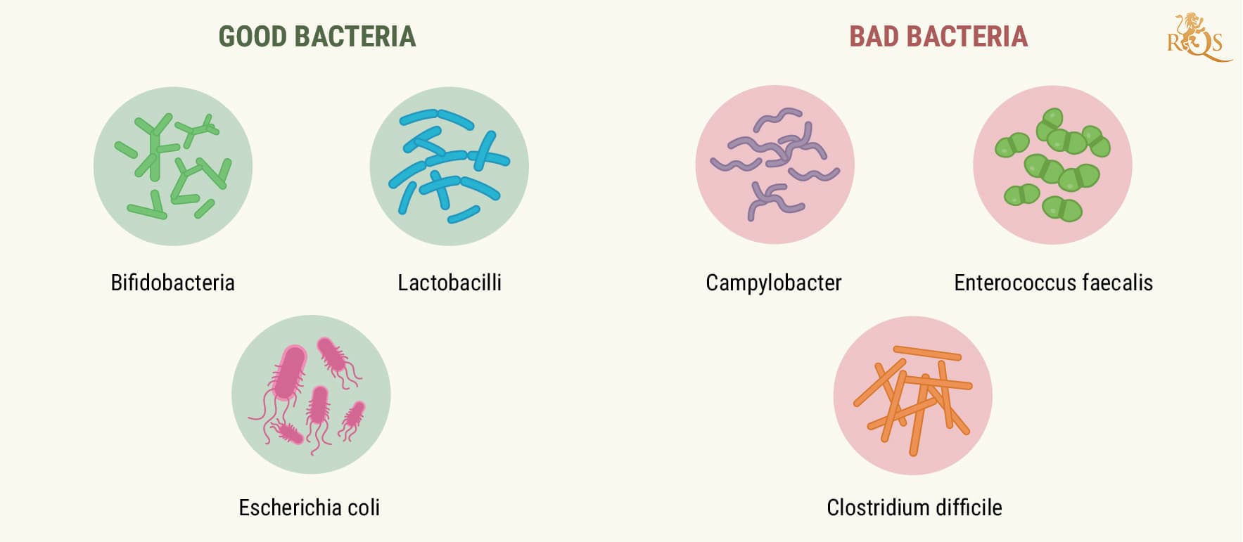 How Your Digestive System Works