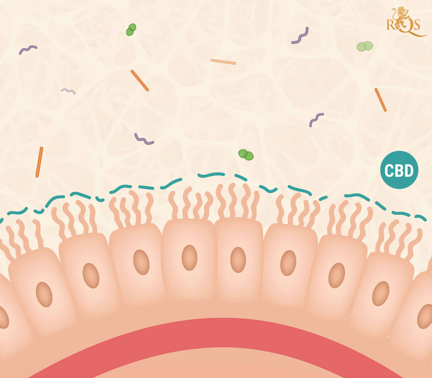 CBD and Inflammation CBD and Inflammation