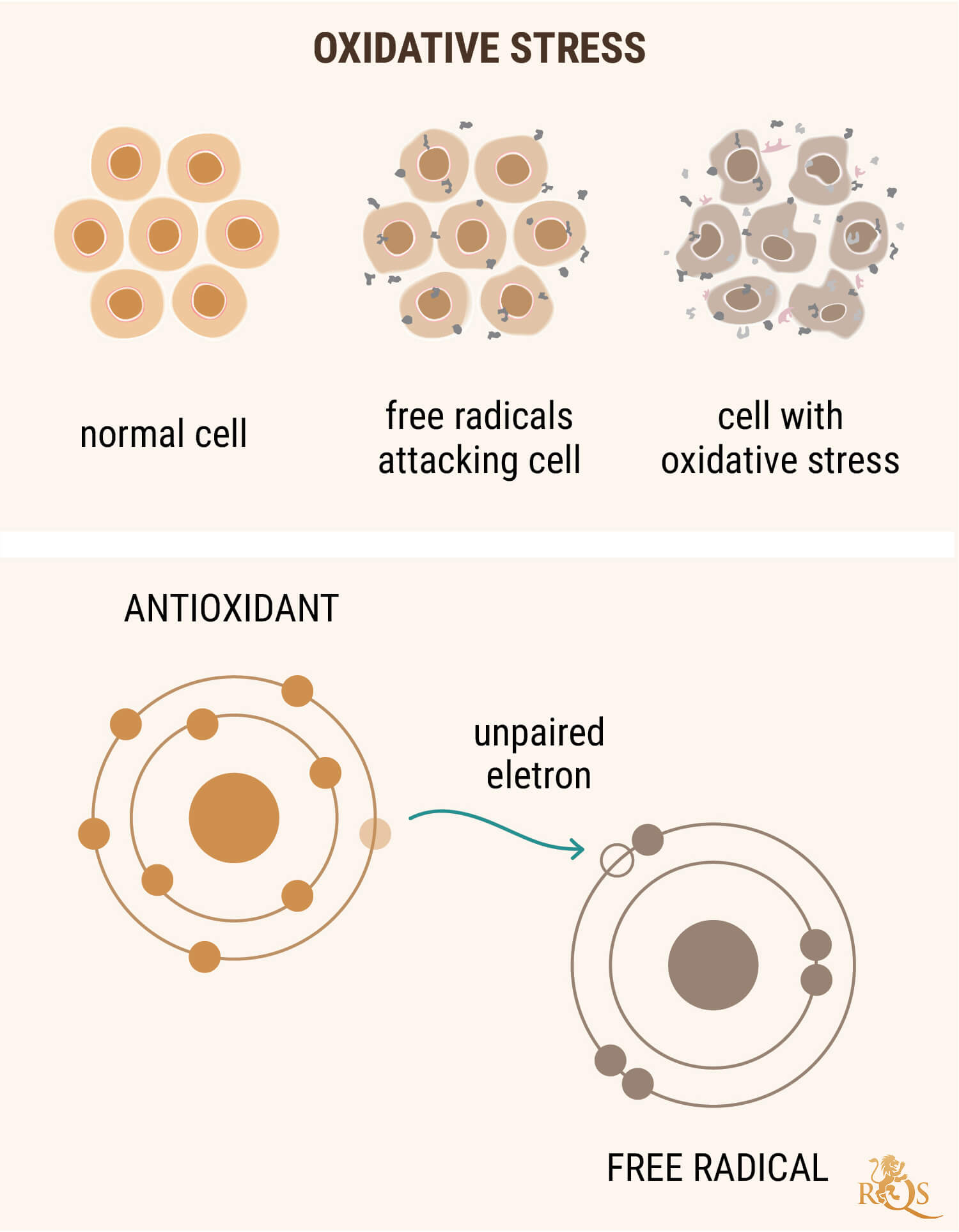 CBD OIL AS AN ANTIOXIDANT