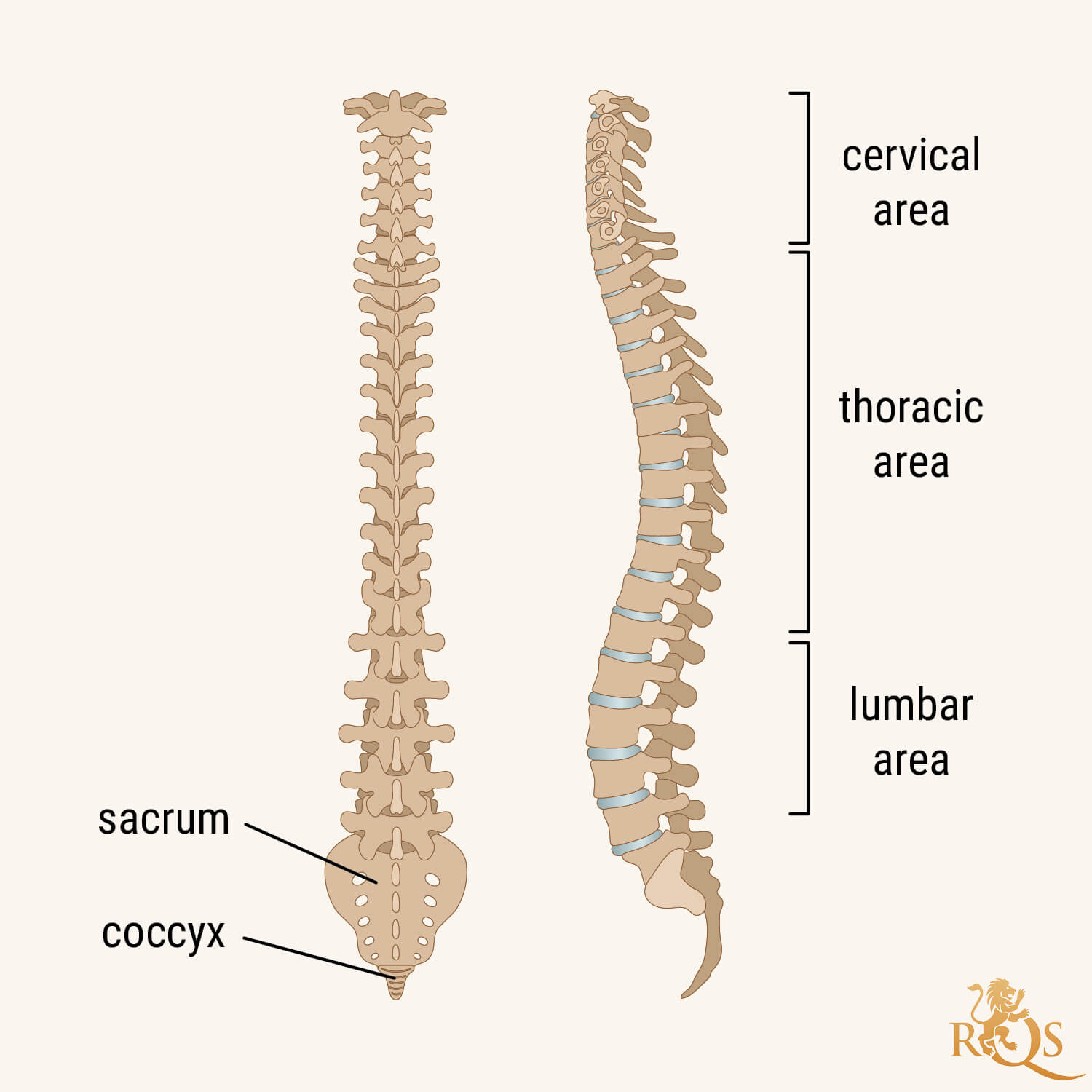 What Is Degenerative Disc Disease?