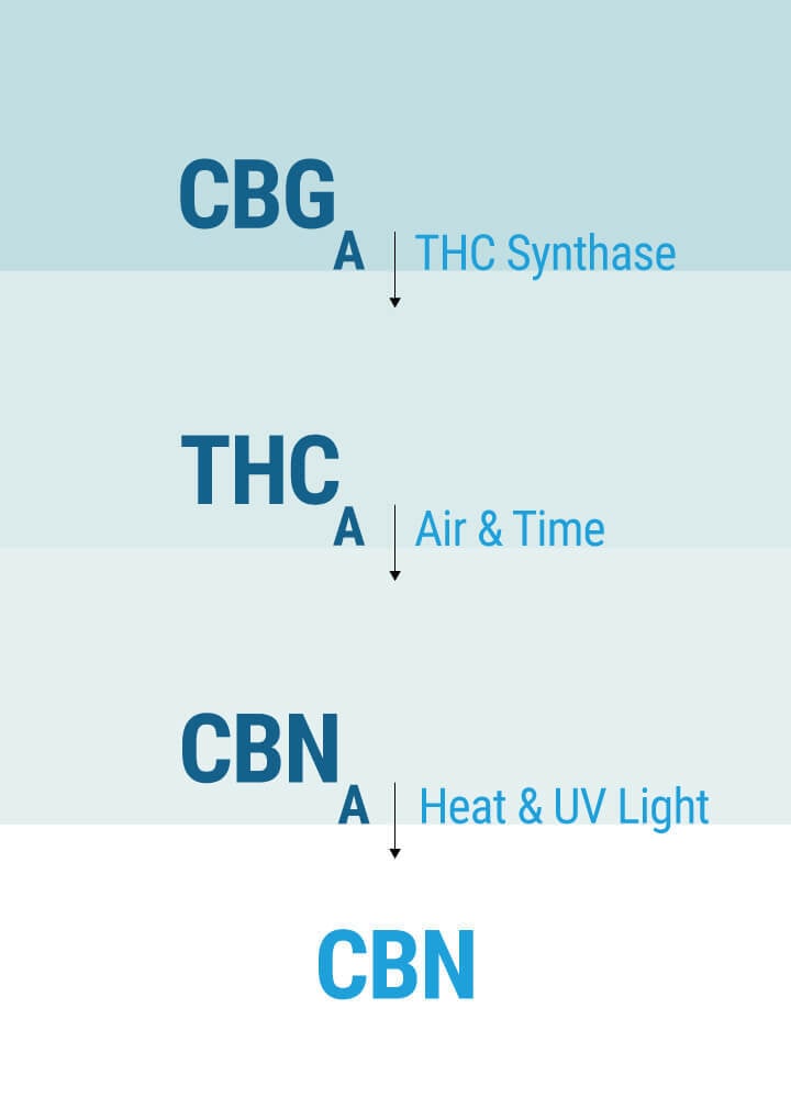 How Does CBN Affect Our Bodies? How Does CBN Affect Our Bodies?