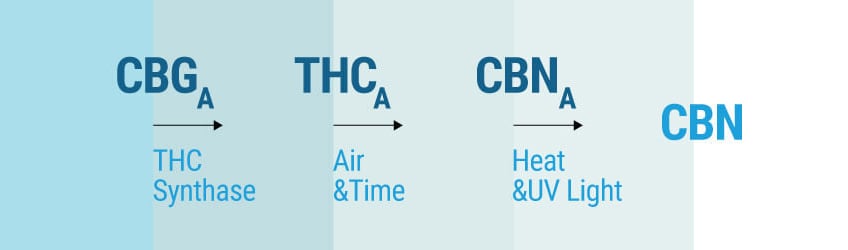 How Does CBN Affect Our Bodies? How Does CBN Affect Our Bodies?