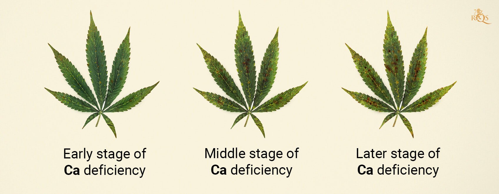 Calcium deficiency stages