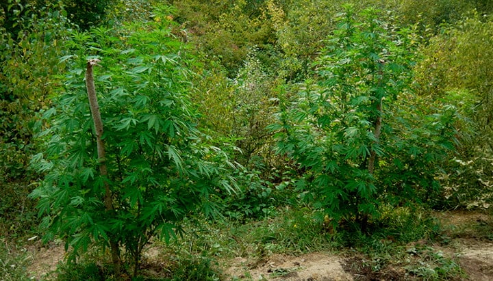 Two cannabis plants camouflaged among trees, shrubs, and tall grasses in a forest, with tips on using natural cover, avoiding trails, dispersing plants, and staying low-profile for security.