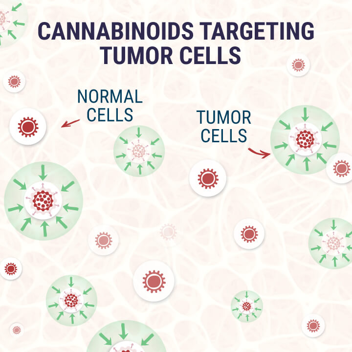 Cannabinoids-Targeting-Tumor-Cells