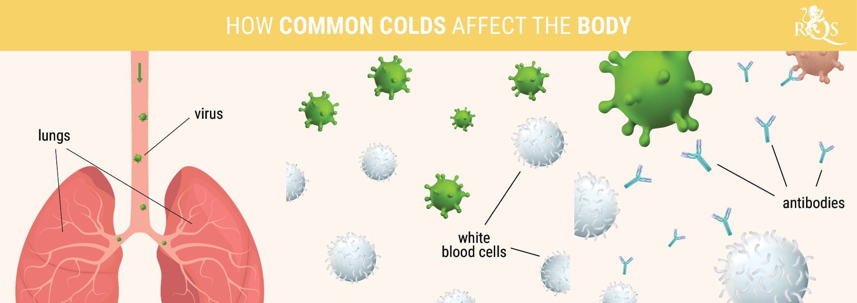 HOW COMMON COLDS AFFECT THE BODY