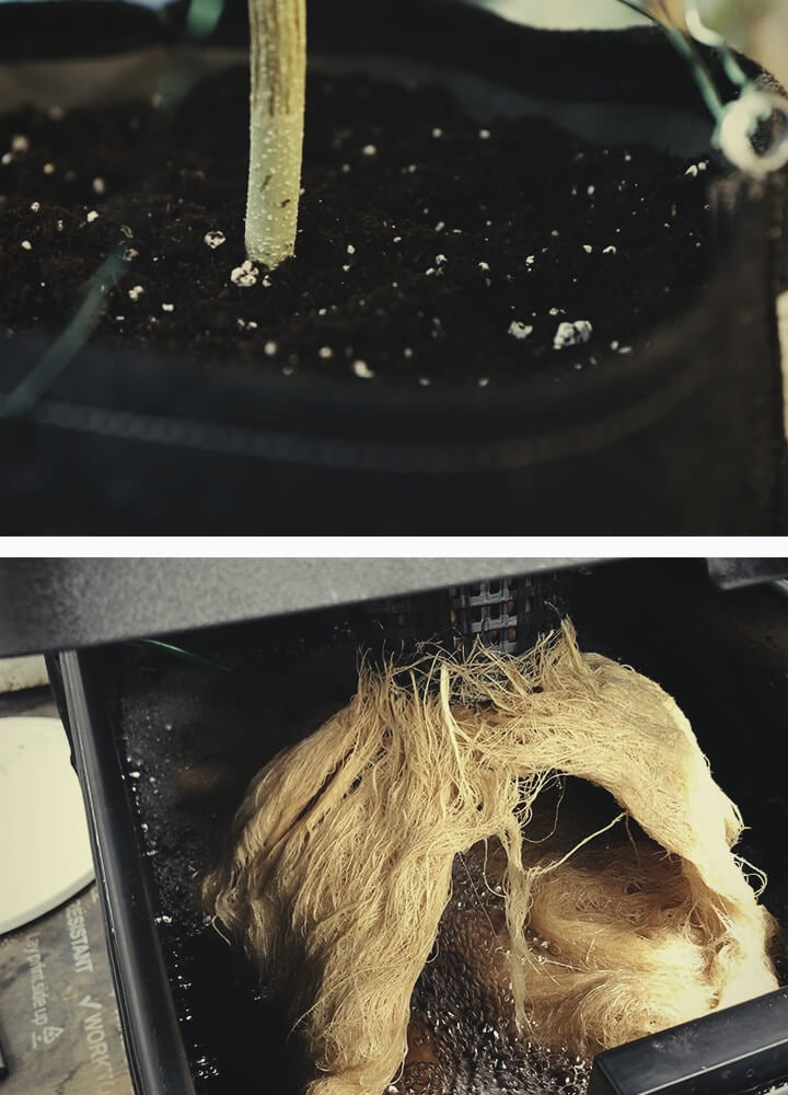 How to Keep Cannabis Roots Healthy How to Keep Cannabis Roots Healthy