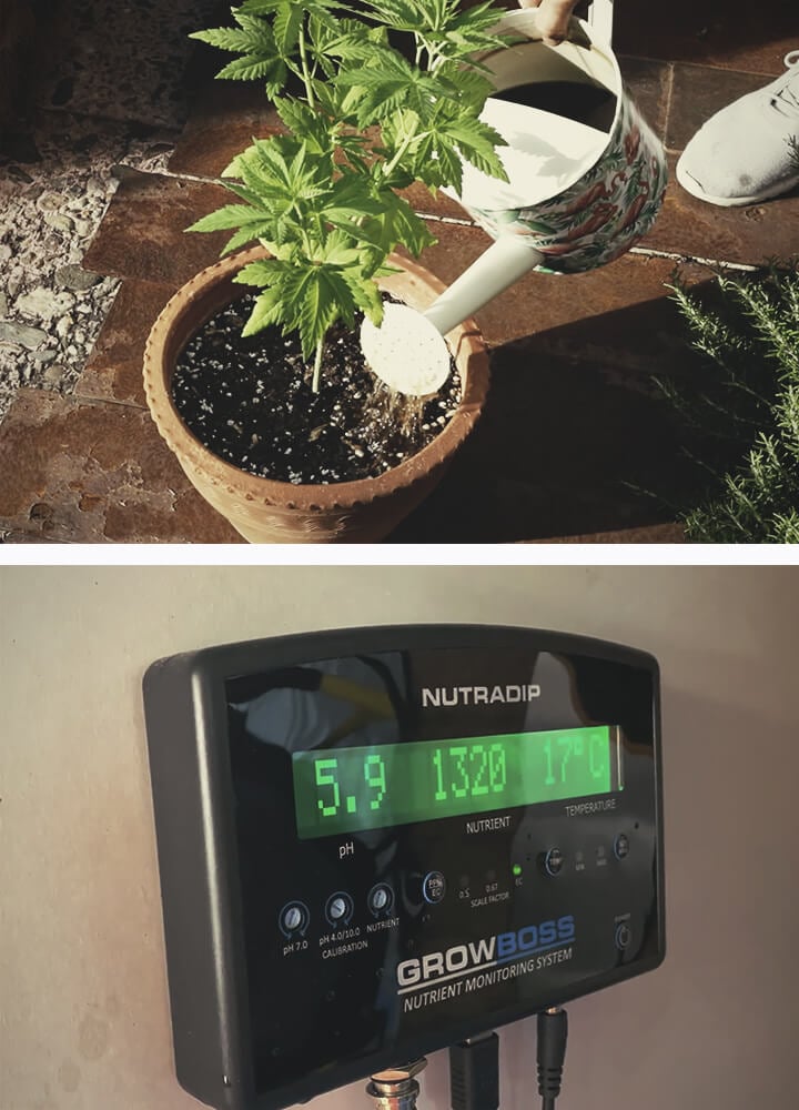 Cannabis-Roots-Nutrients Cannabis-Roots-Nutrients