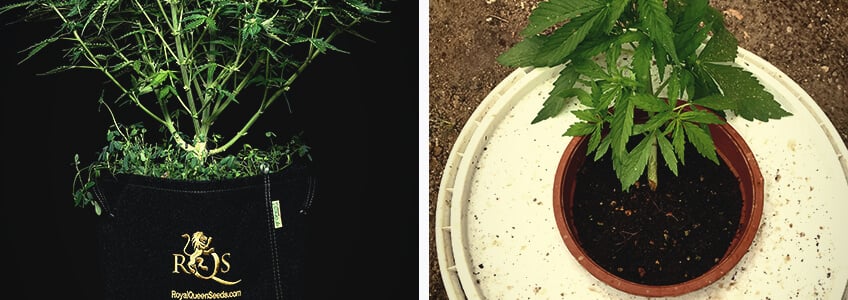 Cannabis roots are happiest at around 24°C Cannabis roots are happiest at around 24°C