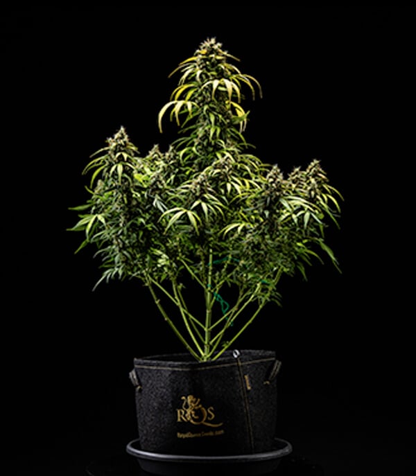 Cherry Pie Automatic Grow Report Cherry Pie Automatic Grow Report: Harvest Time