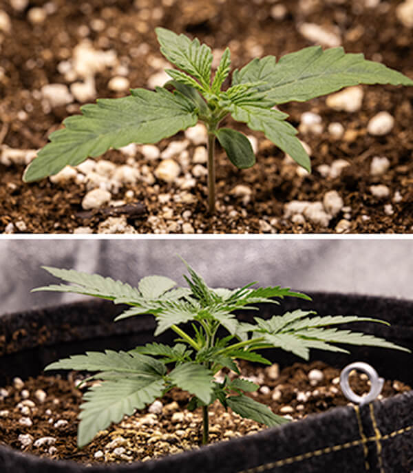 Cherry Pie Automatic Grow Report Cherry Pie Automatic Grow Report: Seedling Stage (Week 1)