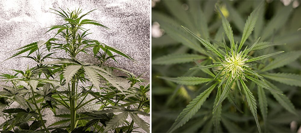 Cherry Pie Automatic Grow Guide Cherry Pie Automatic Week-by-Week Grow Guide: Vegetative Stage (Weeks 2–4)