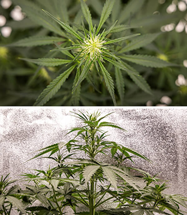 Cherry Pie Automatic Grow Guide Cherry Pie Automatic Week-by-Week Grow Guide: Vegetative Stage (Weeks 2–4)