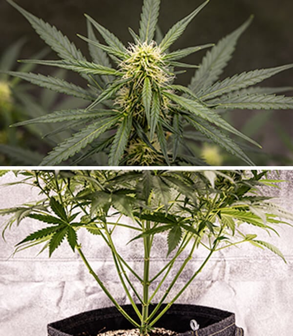 Cherry Pie Automatic Grow Guide: Flowering Stage Cherry Pie Automatic Grow Guide: Flowering Stage (Weeks 5–10)