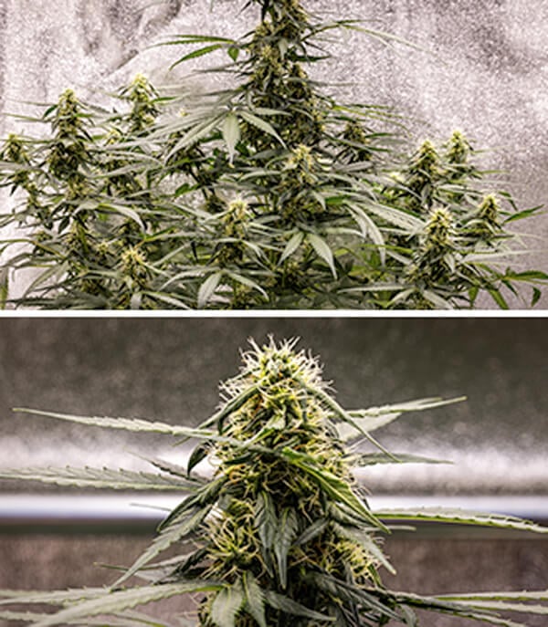 Cherry Pie Automatic Grow Report: Seedling Stage Cherry Pie Automatic Grow Report: Seedling Stage (Week 6)