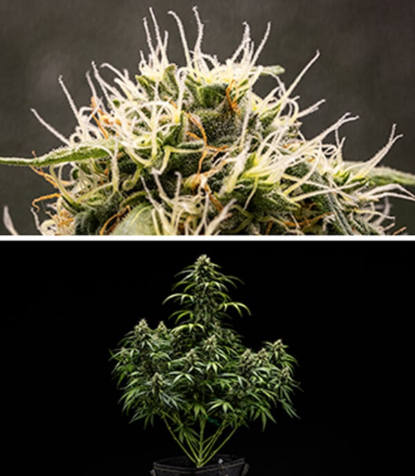 Cherry Pie Automatic Grow Report Cherry Pie Automatic Grow Report: Seedling Stage (Week 7-8)