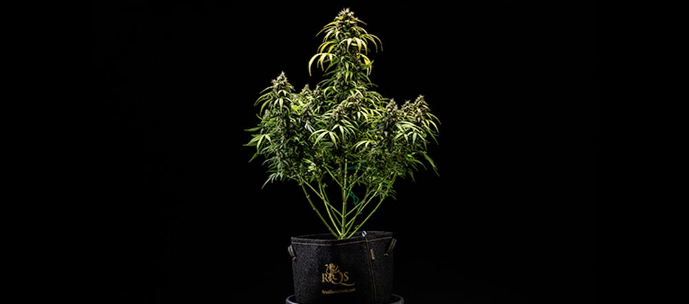 Cherry Pie Automatic Grow Report: Harvest Time