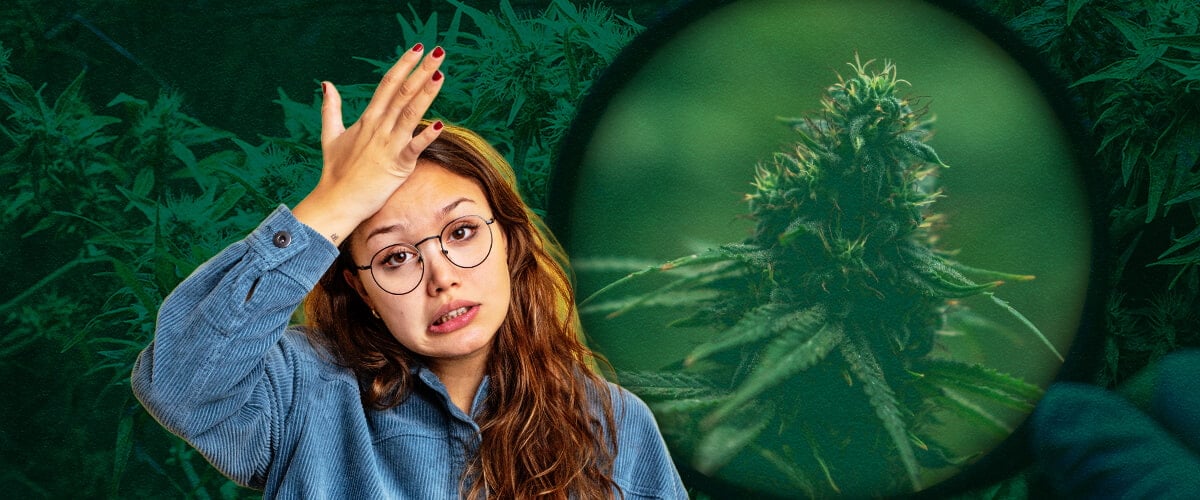Grow Tent Mistakes & Solutions: Beginner Tips for Successful Cannabis Growing Avoid common beginner grow tent mistakes: Learn how to prevent overwatering, poor ventilation, weak lighting, pH issues, pests, and heat stress for successful indoor cannabis growth.