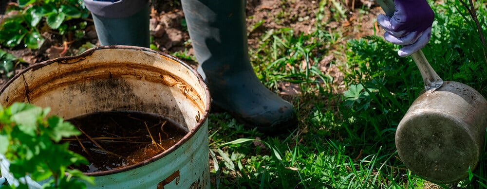 The image shows a container of compost tea, an organic solution used to control septoria leaf spot disease in cannabis plants, which can cause small yellow dots on leaves. This foliar spray helps manage the infection while being safe for the environment and for flowers intended for consumption.