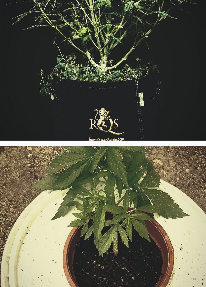 Cannabis roots are happiest at around 24°C Cannabis roots are happiest at around 24°C