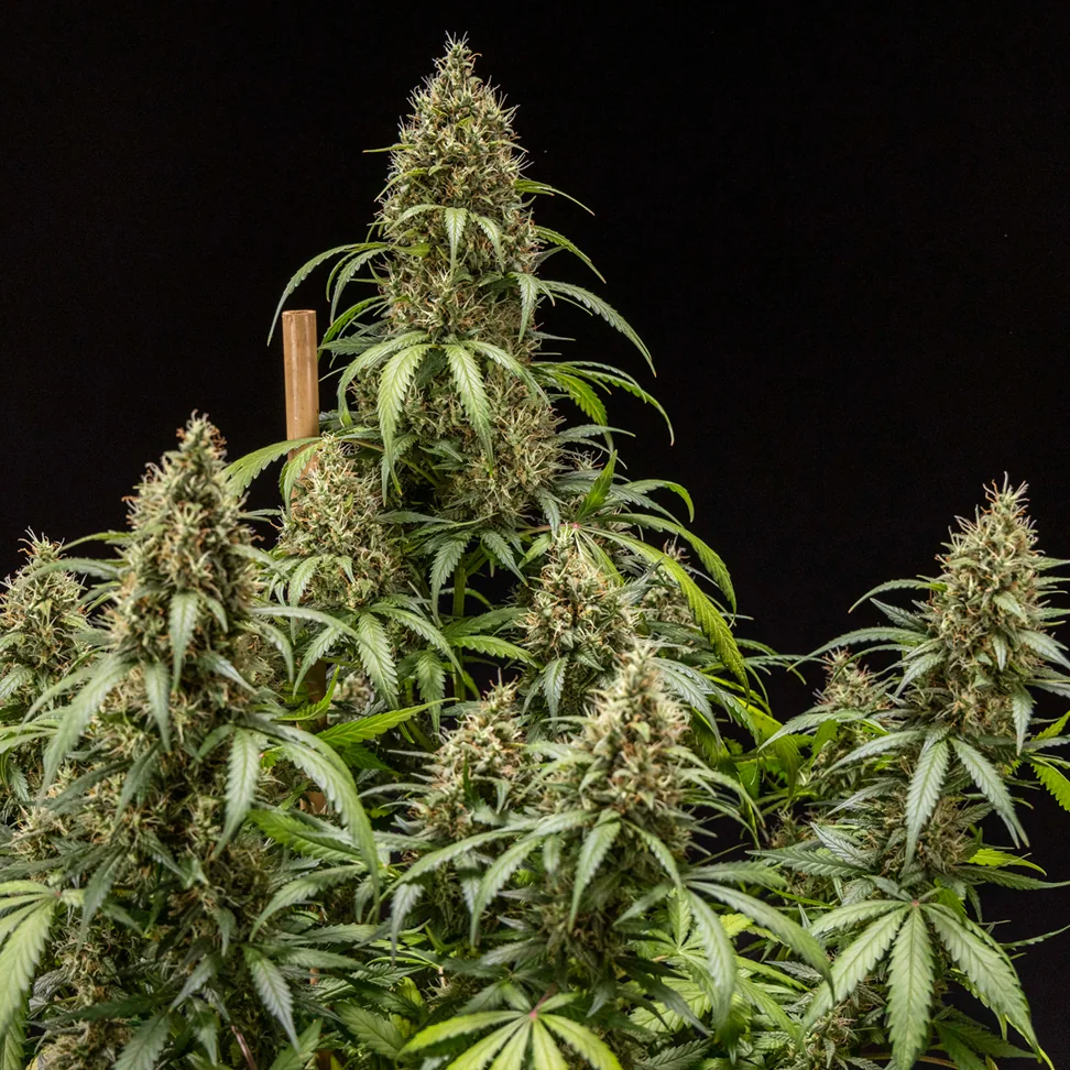 Cookies Gelato Auto Cookies Gelato Auto