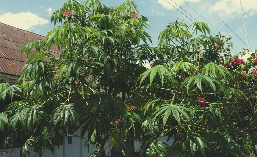 Coralbush (Jatropha multifida) Coralbush (Jatropha multifida)
