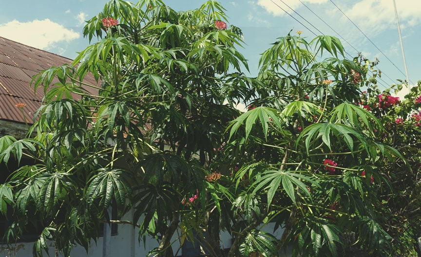 Coralbush (Jatropha multifida)