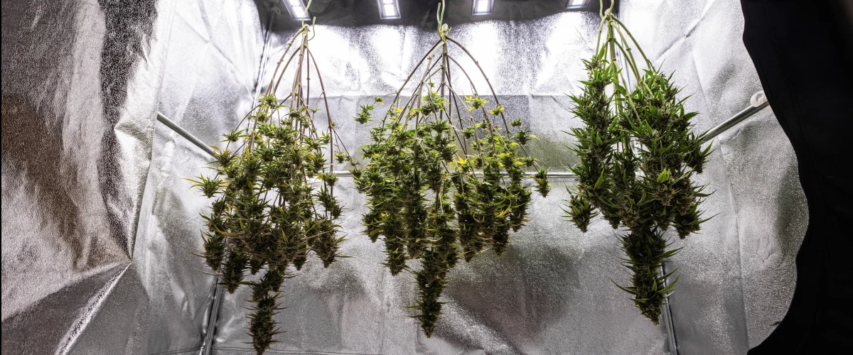 Cosmos F1 cannabis plants drying whole in the grow box after harvest, with mature resinous branches hanging in darkness before trimming, curing, and final yield results.