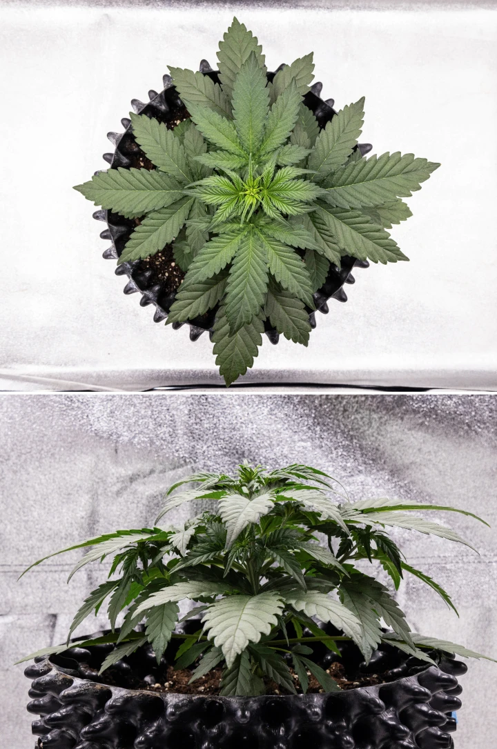 Cosmos F1 cannabis plant during week 2 of vegetation, showing bushy early growth, healthy branching, and broad green leaves between sprout days 12 and 19.