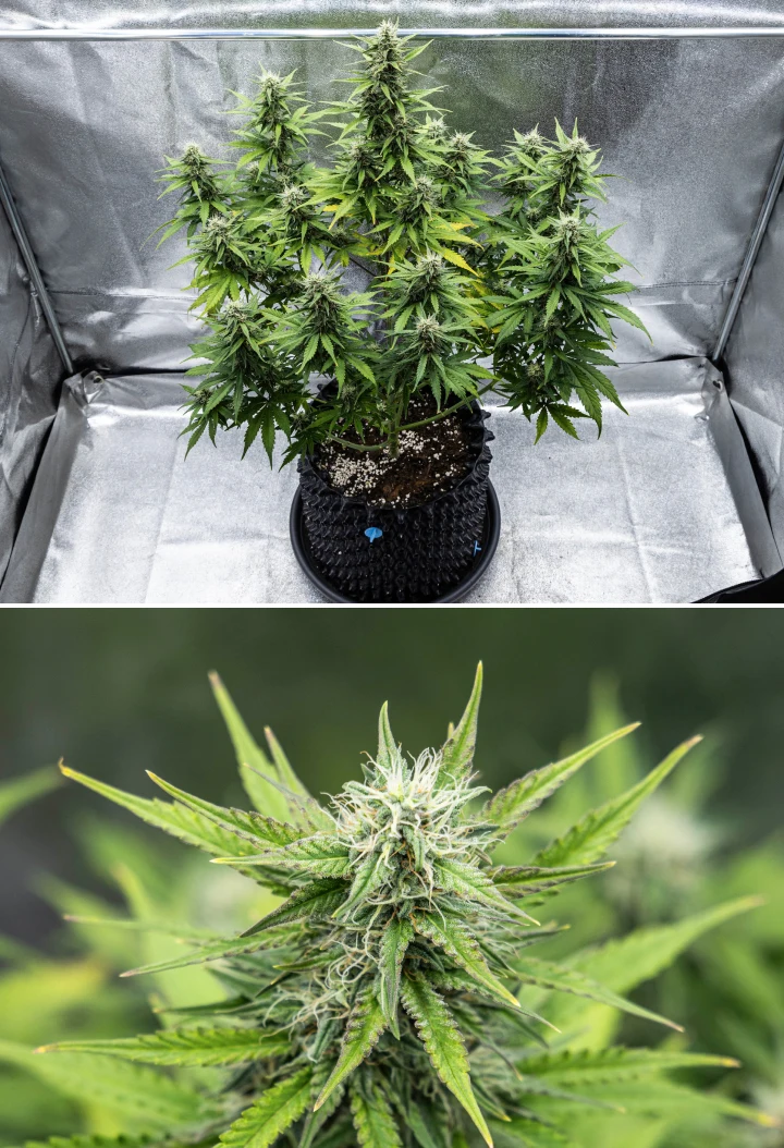 Cosmos F1 cannabis plant during week 4 of flowering, showing dense resinous buds, sticky calyxes, maturing colas, and some lower leaf yellowing between sprout days 47 and 54.