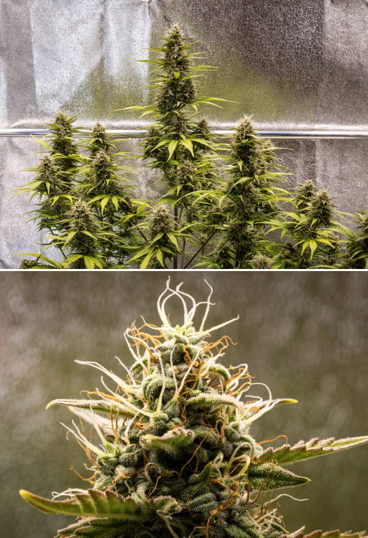 Cosmos F1 Week 5 Flowering: Sprout Days 54–61