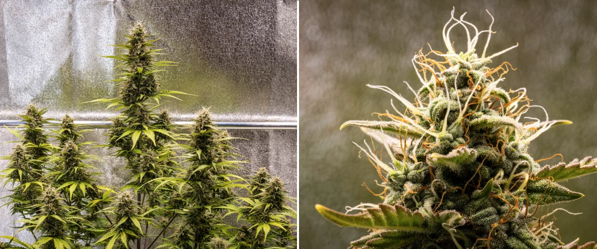 Cosmos F1 cannabis plant during week 5 of flowering, showing trichome-heavy compact buds, maturing colas, amber pistils, and yellowing leaves as harvest approaches between sprout days 54 and 61.