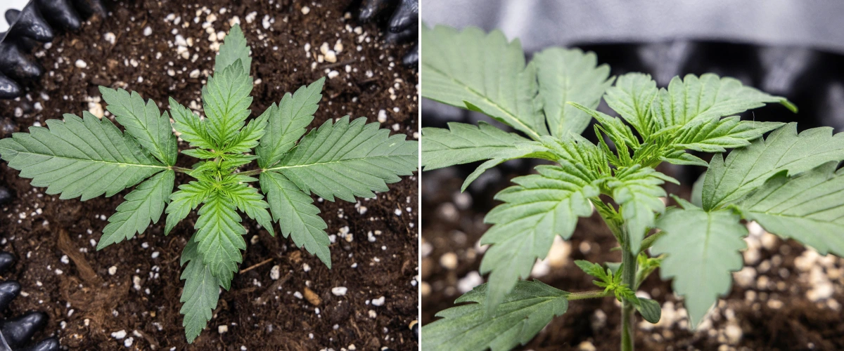 Cosmos F1 cannabis plant during week 1 vegetation, showing compact upright growth, even leaf spacing, and healthy early foliage between sprout days 5 and 12.