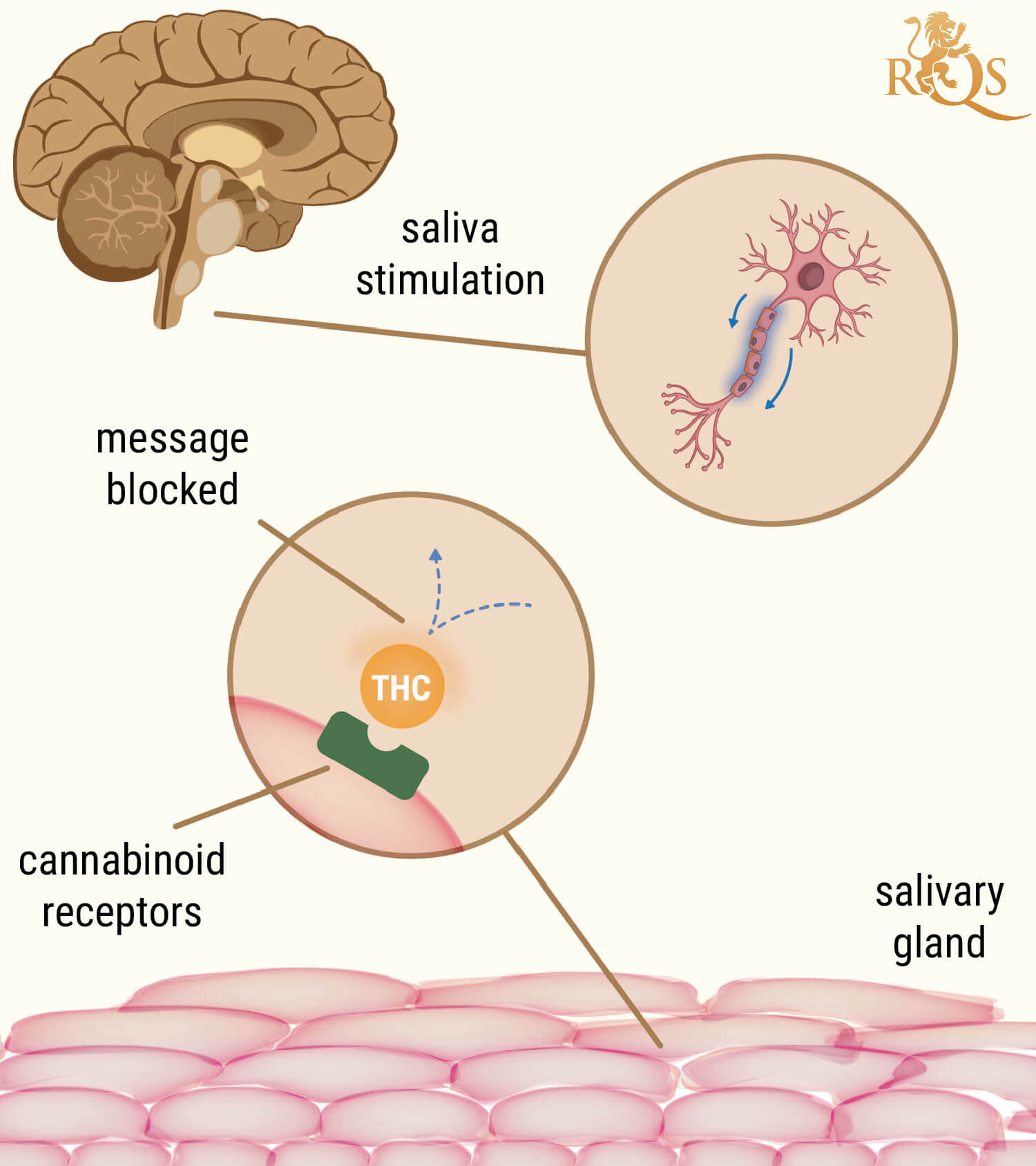 The Science Behind Cotton Mouth From Weed Smoking