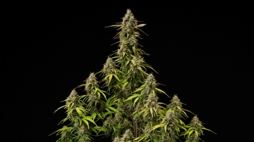 Atlas F1 Grow Report Cover: Mature Cannabis Colas Mature Atlas F1 cannabis colas against a black background, showing resinous buds, orange pistils, fading leaves, and harvest-ready flowering growth for the grow report cover.