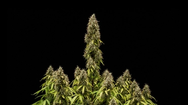 Pink Mist Auto Grow Report: Mature Buds at Harvest Mature Pink Mist Auto cannabis plant with a tall central cola, dense trichome-covered buds, and multiple flowering branches against a black background.