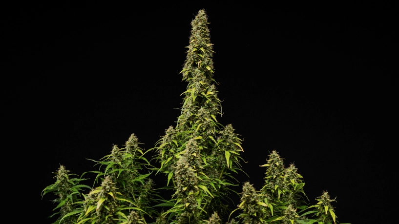 Mature Wedding Cake Auto cannabis plant against a black background, showing dense resinous buds, fading leaves, and a tall central cola during the final stage of flowering.